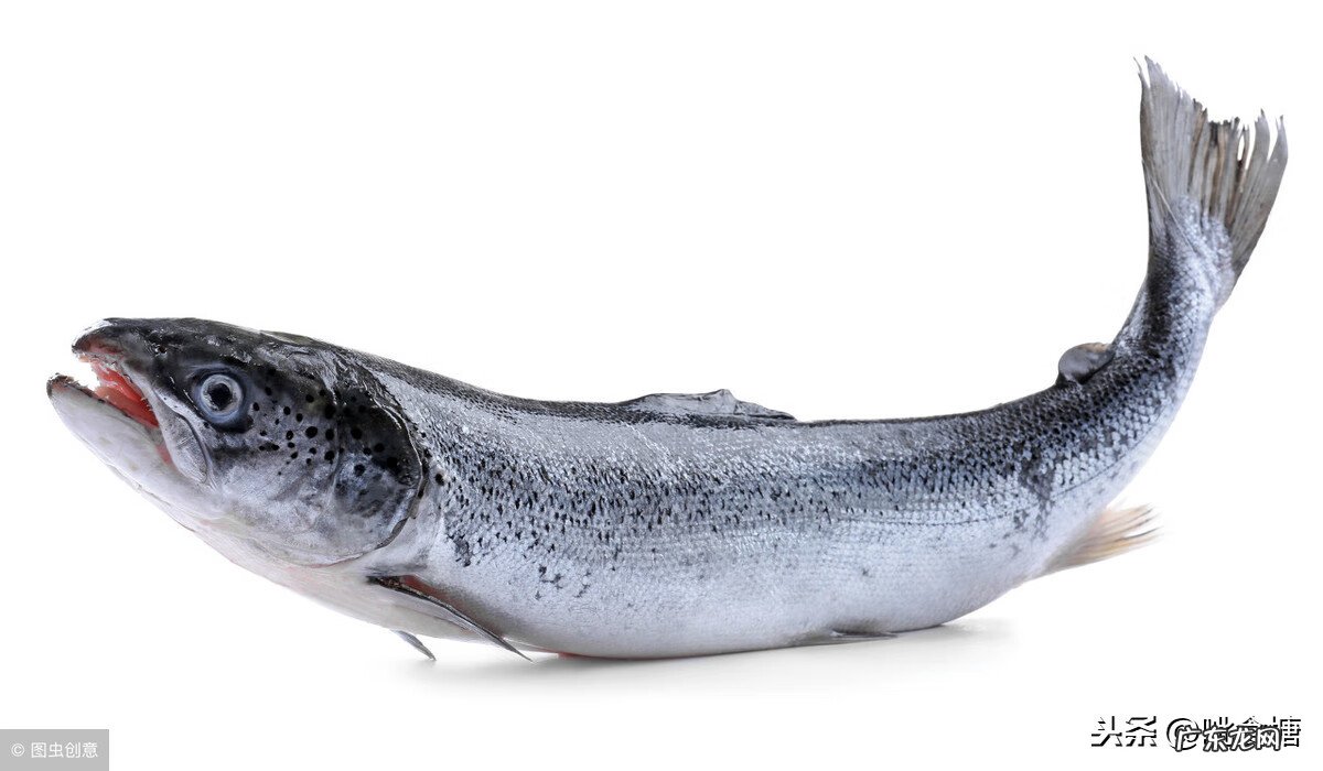 三文鱼的最佳做法 三文鱼的做法大全家常做法