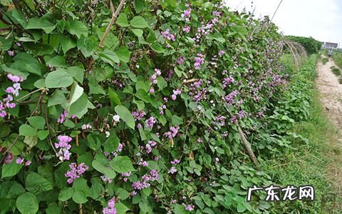 扁豆的功效作用与主治 扁豆的功效与作用点的功效