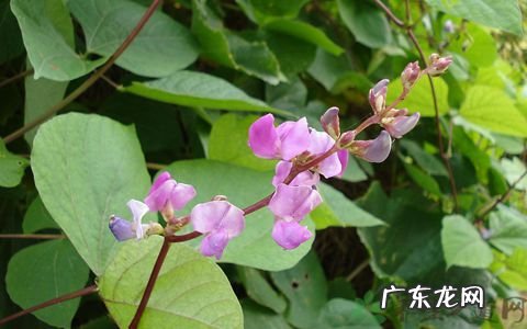 扁豆的功效作用与主治 扁豆的功效与作用点的功效