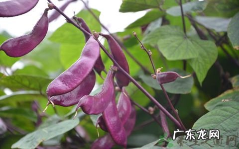 扁豆的功效作用与主治 扁豆的功效与作用点的功效