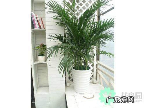 适合餐桌上的水培植物 桌面绿植风水