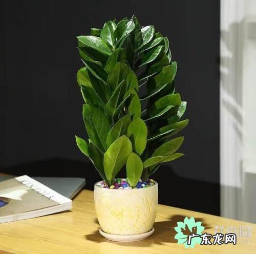 适合餐桌上的水培植物 桌面绿植风水