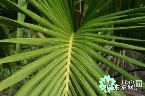 适合餐桌上的水培植物 桌面绿植风水