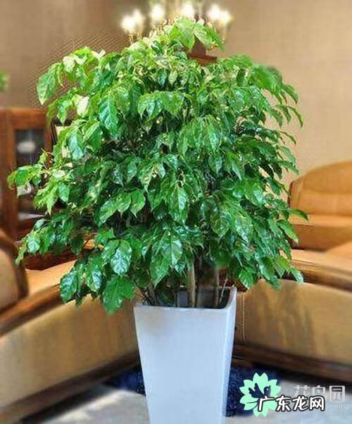 适合餐桌上的水培植物 桌面绿植风水