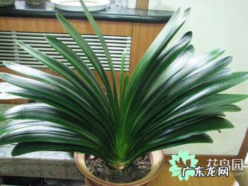 适合餐桌上的水培植物 桌面绿植风水