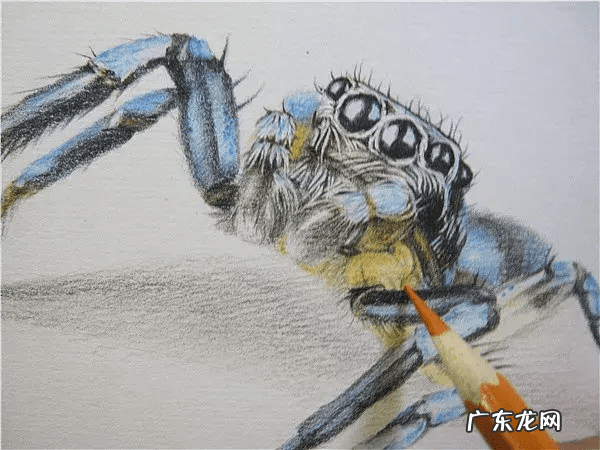 蜘蛛怎么画3d 3D蜘蛛