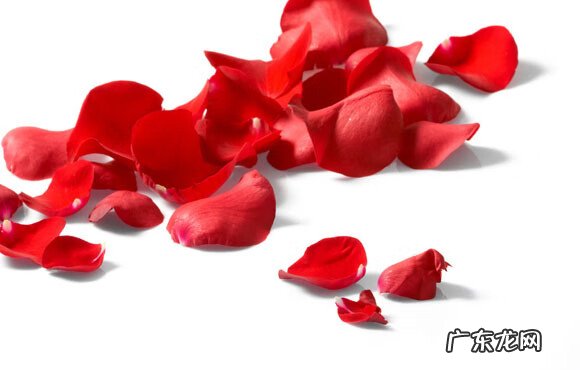 玫瑰花瓣的作用 玫瑰花瓣的用途有哪些