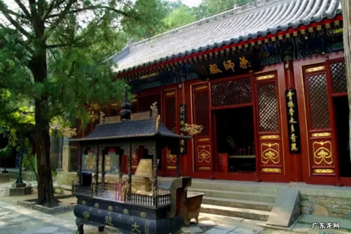 桂平龙鳞松 龙松的风水作用