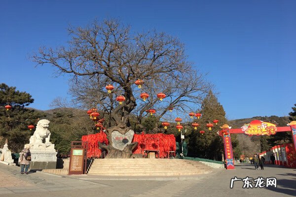 桂平龙鳞松 龙松的风水作用