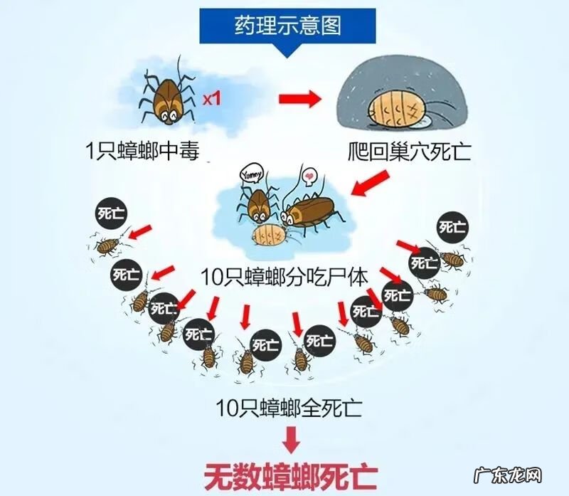 有什么办法灭蟑螂最好 灭蟑螂最好的办法是什么