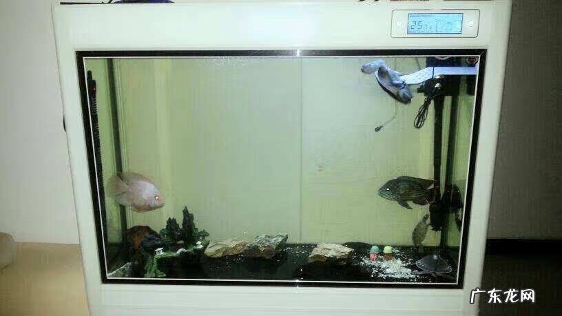 风水鱼缸放什么位置合适 风水鱼缸适合放在什么位置