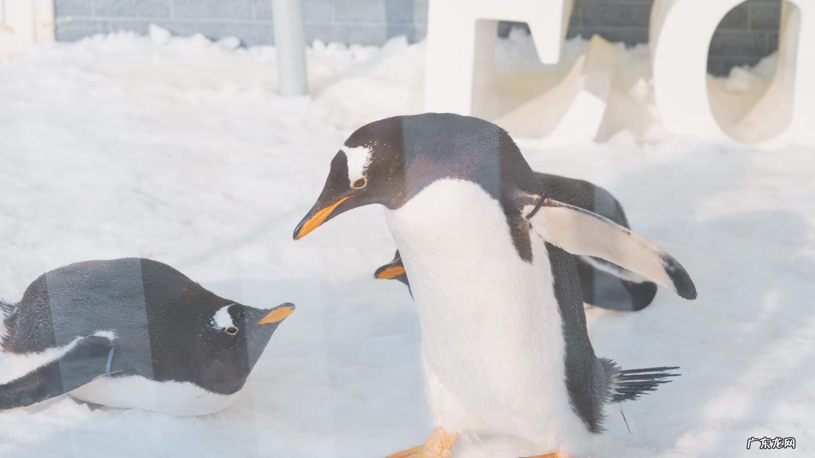 极光世界是哪个公司的 极光世界好玩吗