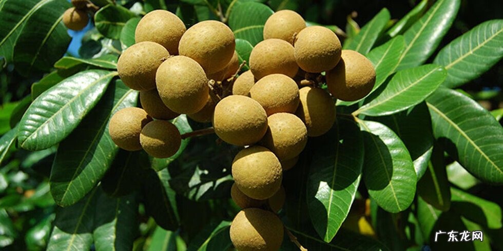 龙眼叶是什么树的叶子 龙眼叶是龙眼的叶子吗