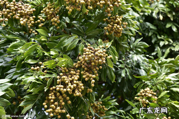 龙眼叶是什么树的叶子 龙眼叶是龙眼的叶子吗