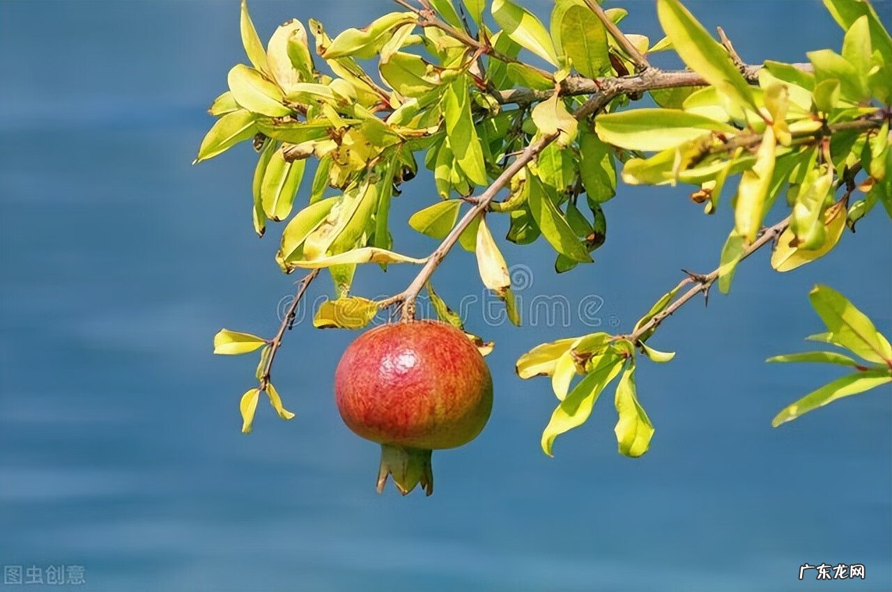 院子里种三棵树讲究 房后三棵树风水好