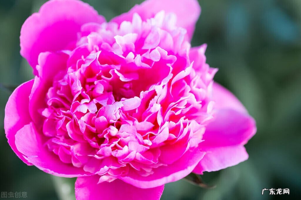 院子里种三棵树讲究 房后三棵树风水好