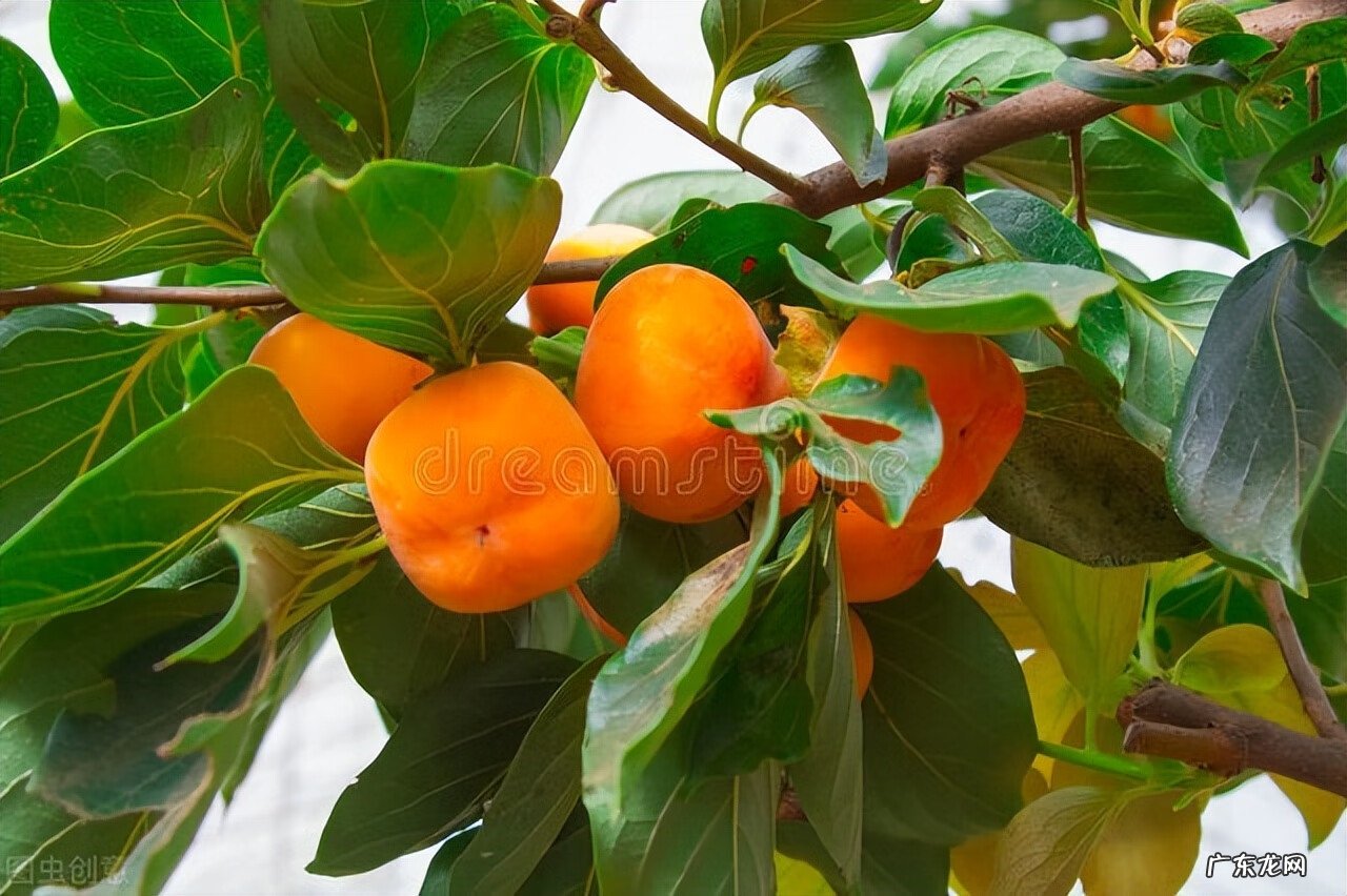 院子里种三棵树讲究 房后三棵树风水好