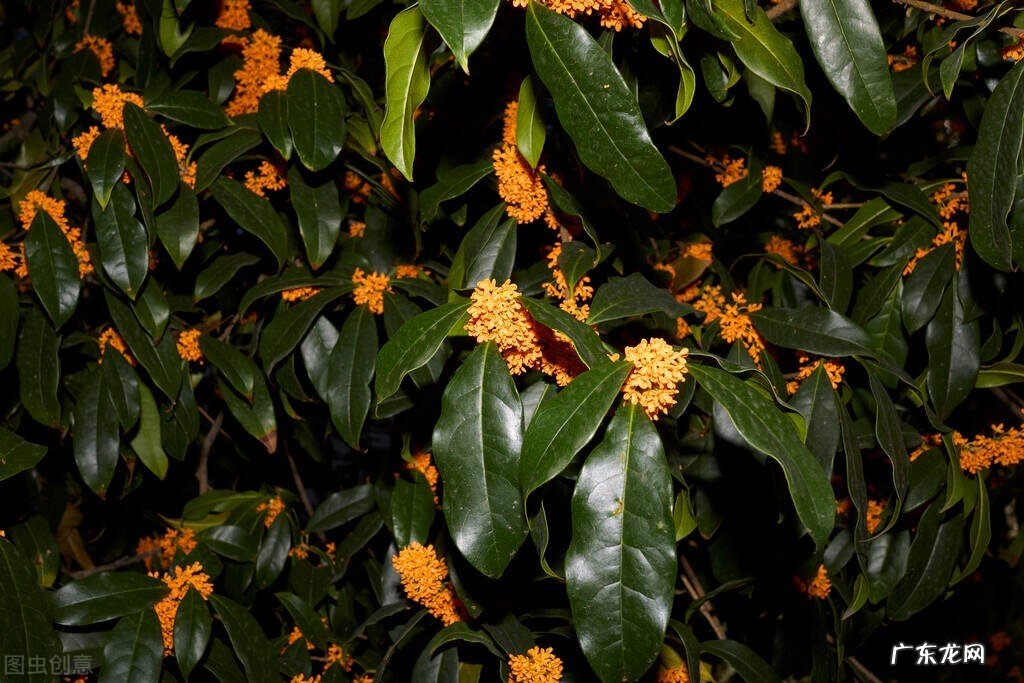 院子里种三棵树讲究 房后三棵树风水好