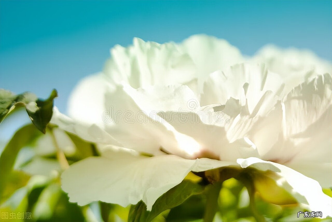 院子里种三棵树讲究 房后三棵树风水好