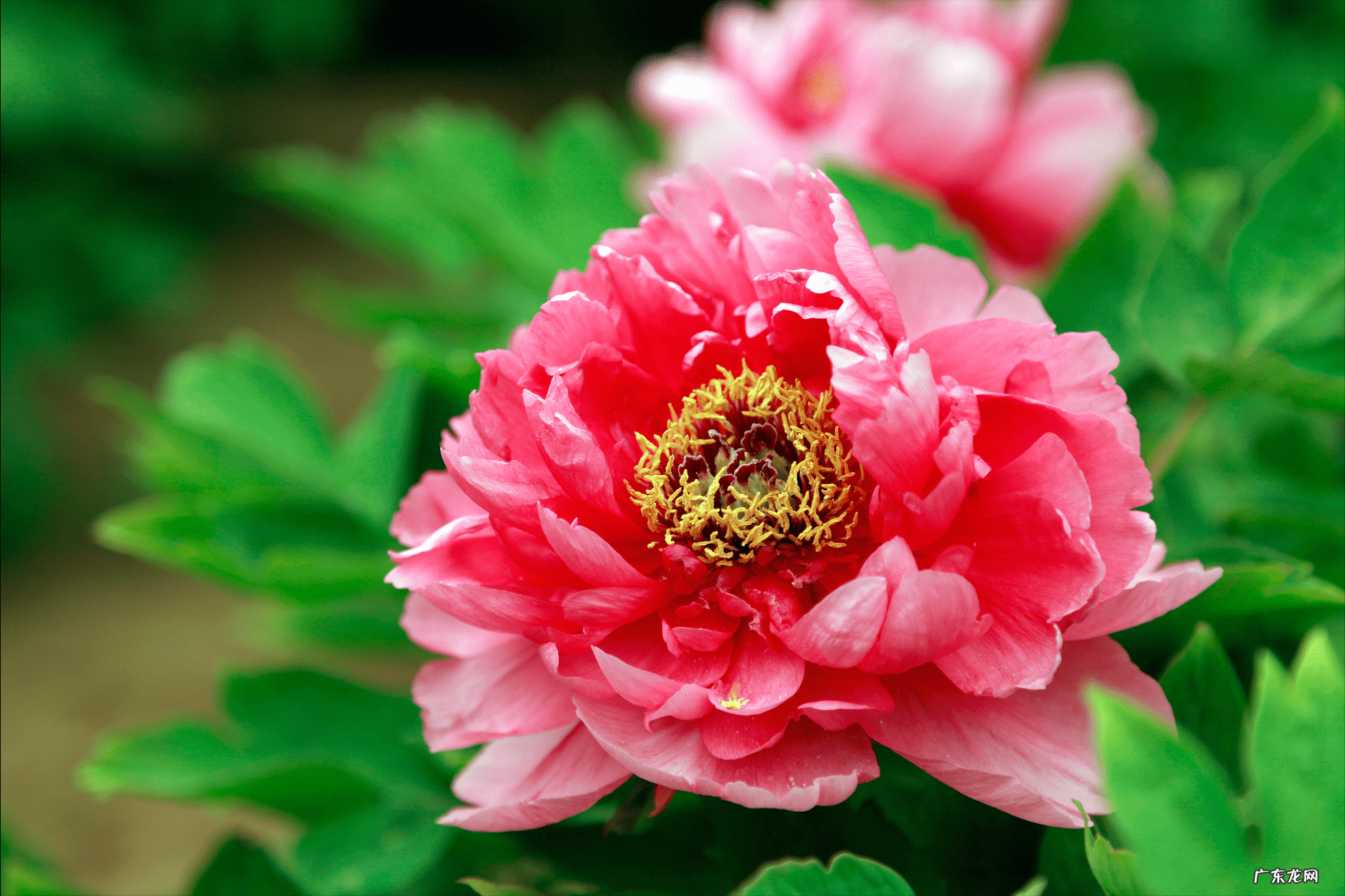 院子里种三棵树讲究 房后三棵树风水好