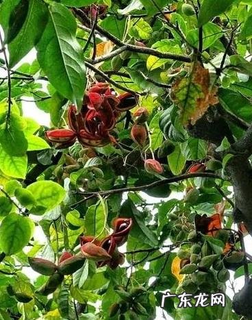 凤地是什么风水 凤眼菩提风水