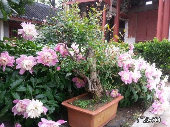 庭院中月季风水来说好不好好 后院种月季对风水好