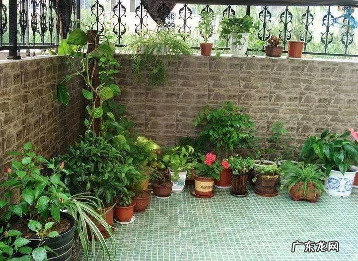 庭院中月季风水来说好不好好 后院种月季对风水好