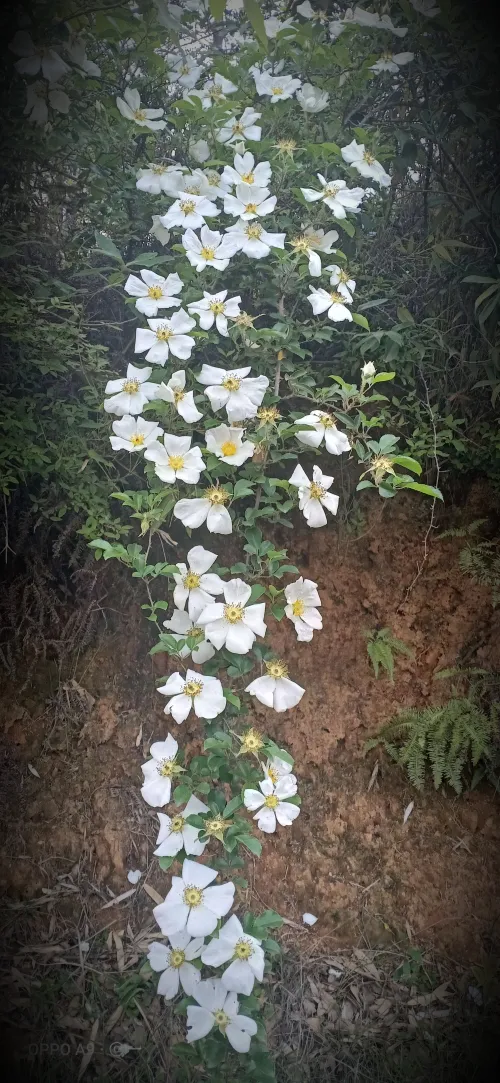 朱庄水库让不让钓鱼 几年没去过东风水库了