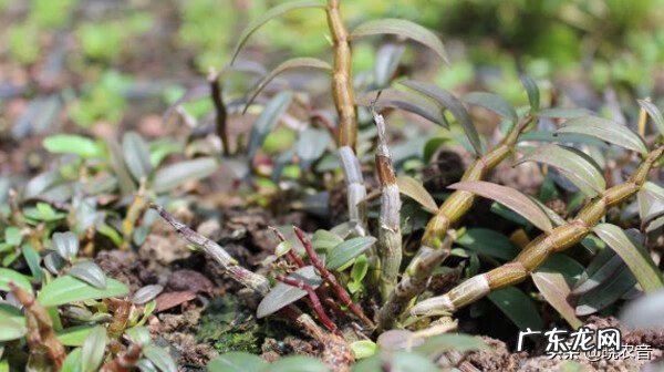 中药调理风水的原理 中草药材种植