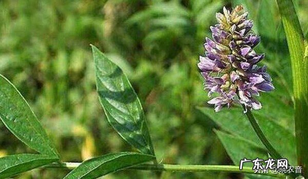 中药调理风水的原理 中草药材种植