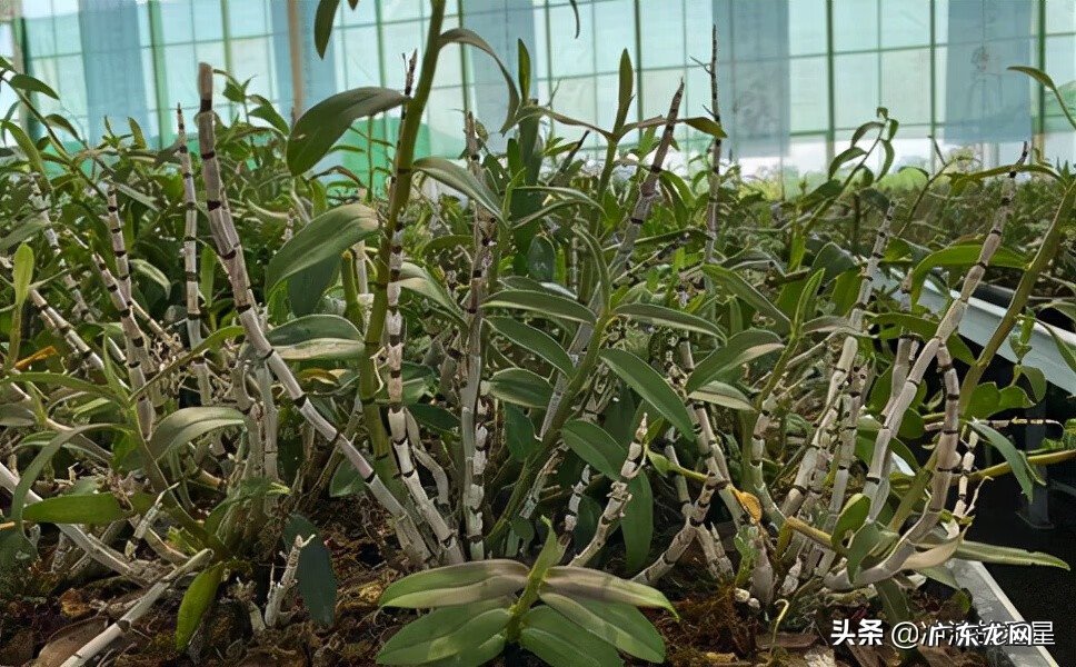 一般的石斛市场价是多少一斤 石斛市场价格