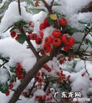 小雪节气适合吃什么?