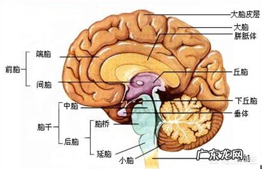 如何更好地开发右脑?