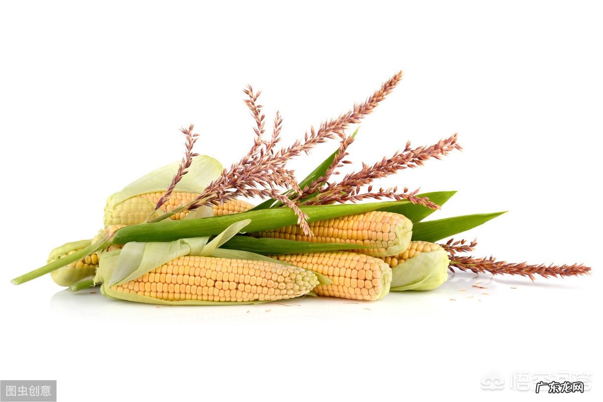 怀孕初期都应该吃什么对胎儿发育有帮助?什么时候开始喝含DHA的孕妇奶粉?