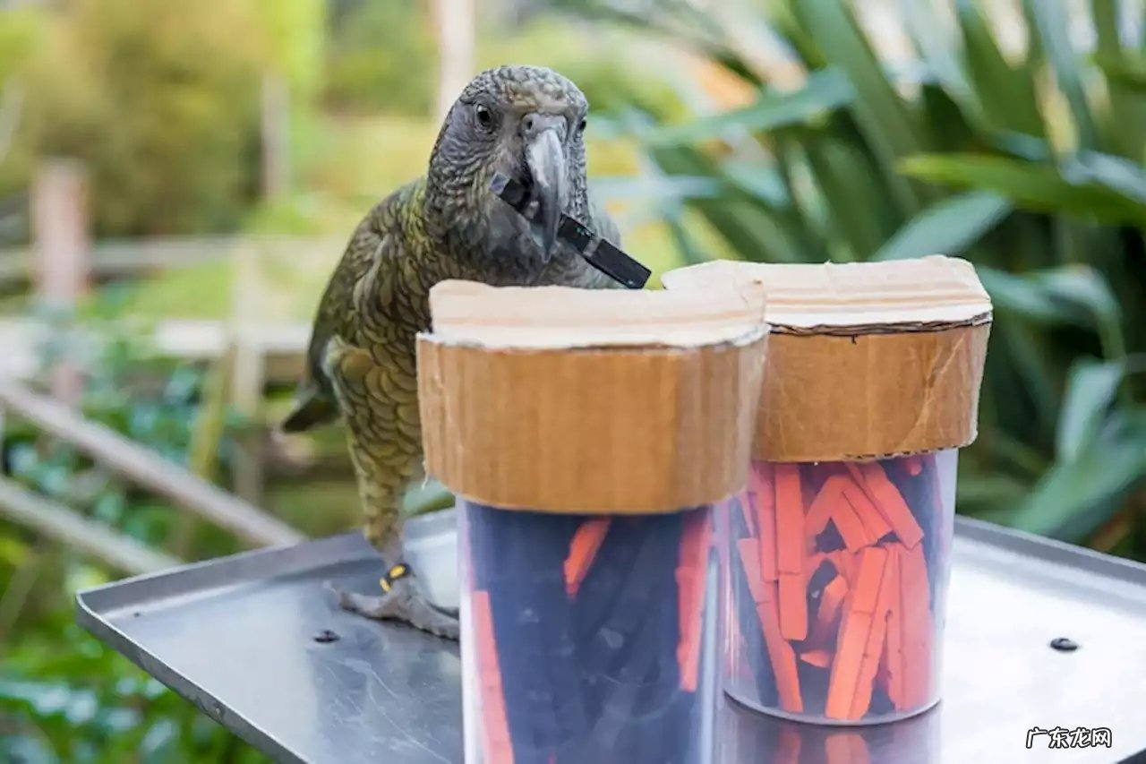 新西兰鹦鹉正在展现惊人统计学智商!这是要演化出鸟人的节奏吗?