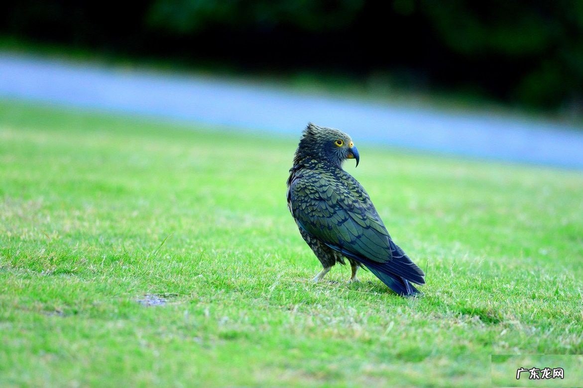 新西兰鹦鹉正在展现惊人统计学智商!这是要演化出鸟人的节奏吗?