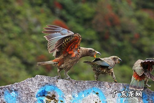 新西兰鹦鹉正在展现惊人统计学智商!这是要演化出鸟人的节奏吗?