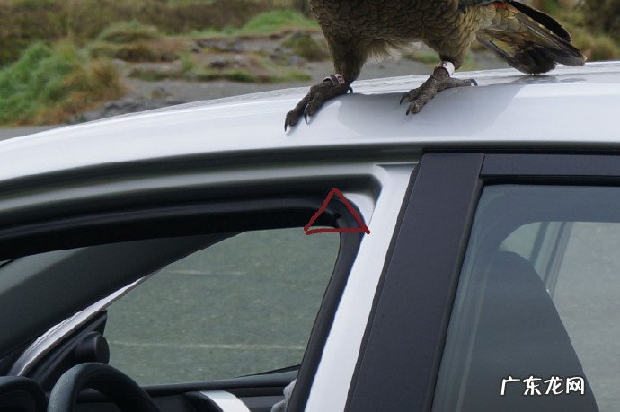 新西兰鹦鹉正在展现惊人统计学智商!这是要演化出鸟人的节奏吗?