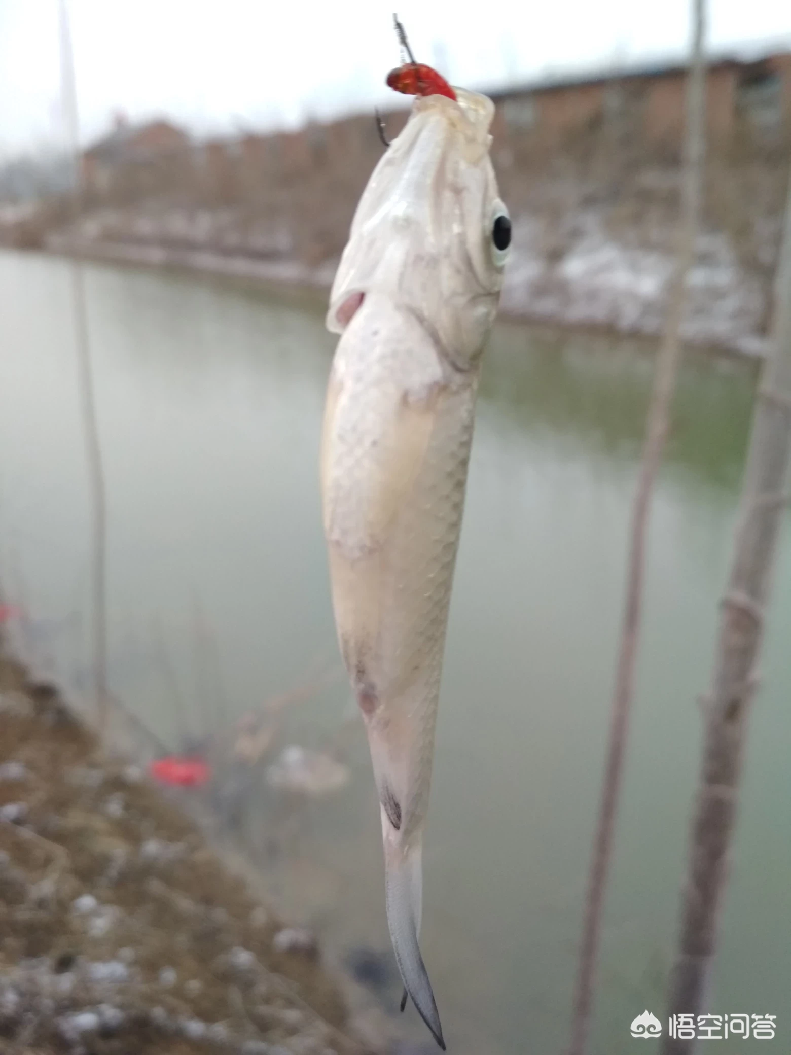 春钓为什么晴天反而不好上鱼?