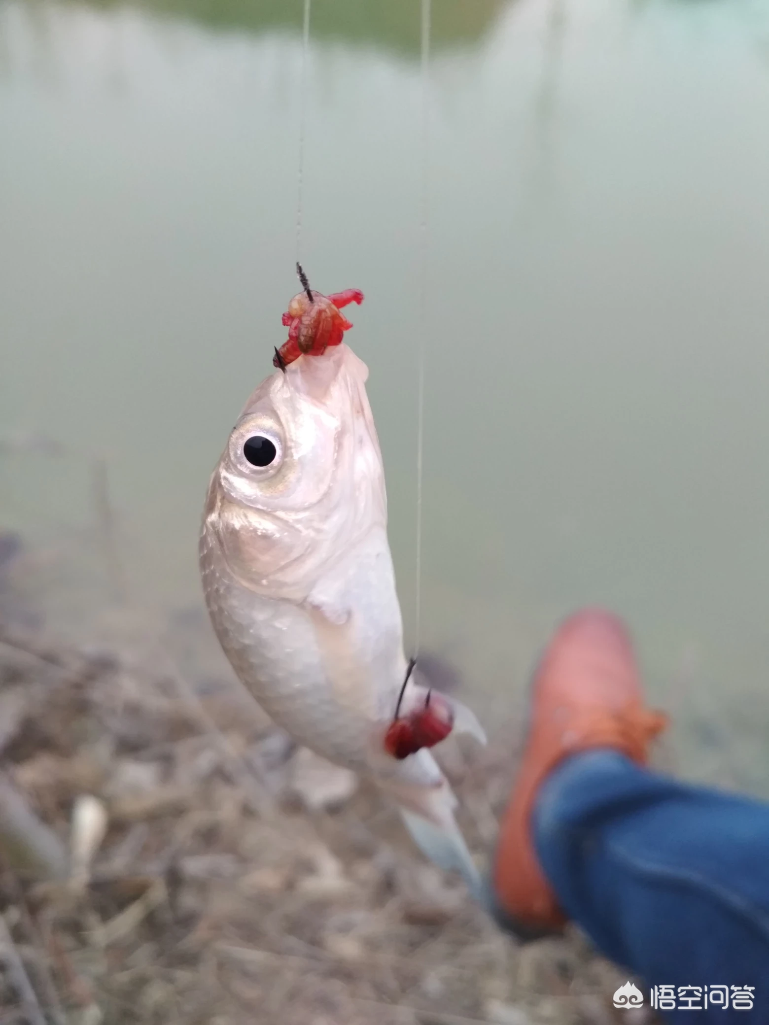 春钓为什么晴天反而不好上鱼?