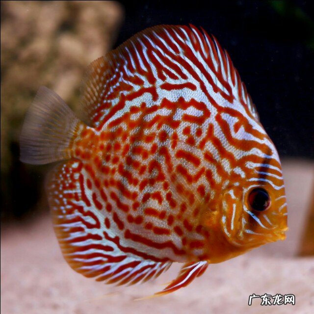 家里养鱼有那些窍门？