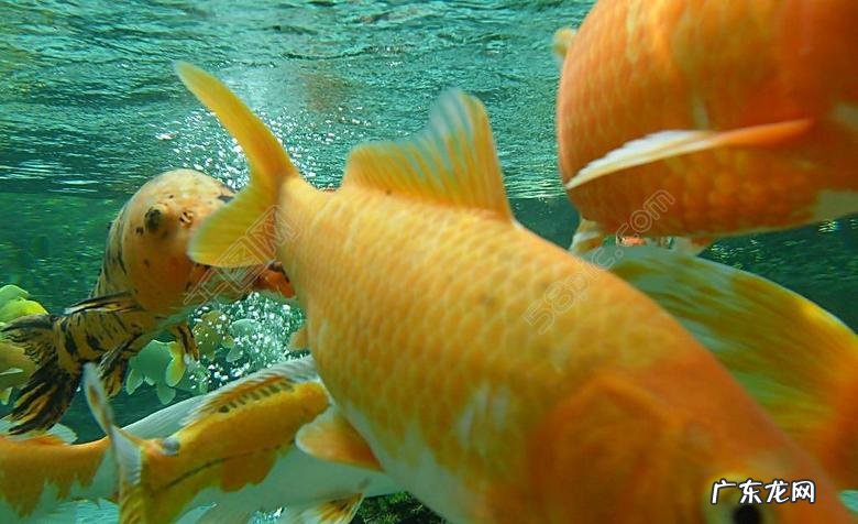 家里养鱼有那些窍门？