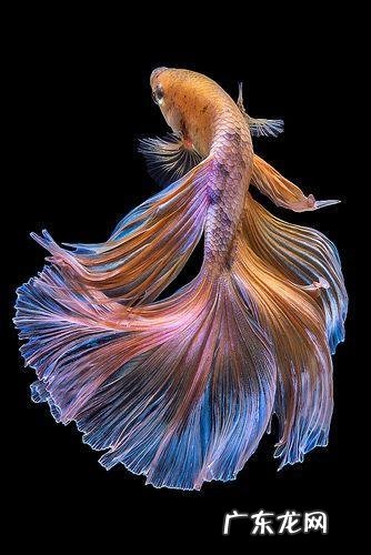 家里养鱼有那些窍门？