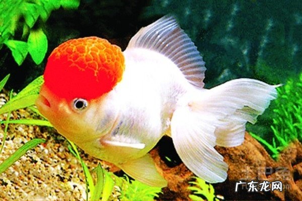 家里养鱼有那些窍门？