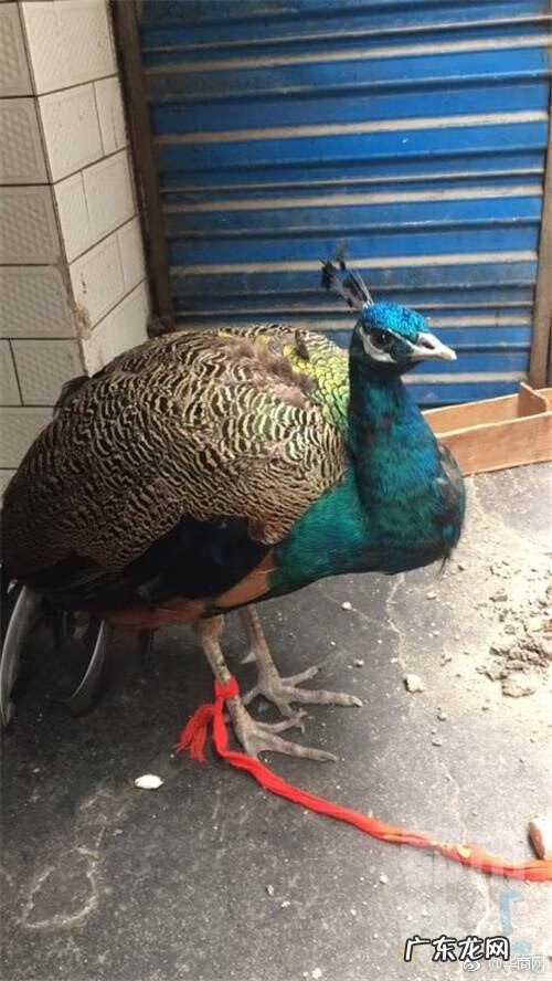 孔氏风水 孔雀的风水作用