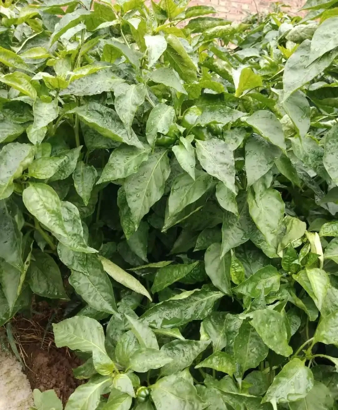 山东进入7月份以来,蔬菜价格为什么涨的这么快?