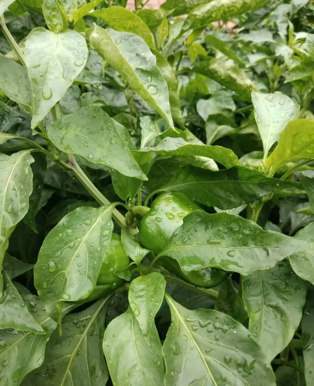 山东进入7月份以来,蔬菜价格为什么涨的这么快?