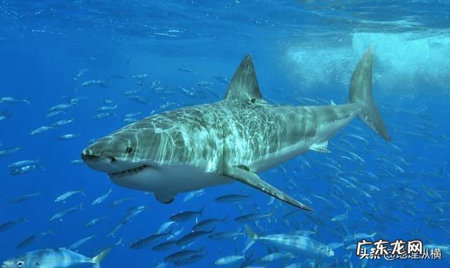 我国的近海可能有鲨鱼吗？