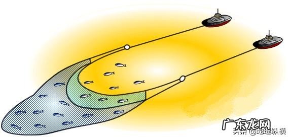 我国的近海可能有鲨鱼吗?