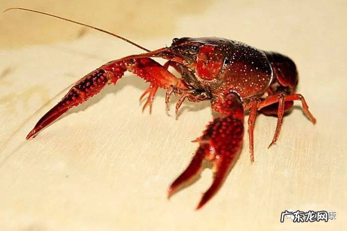 小龙虾的功效作用及食用禁忌